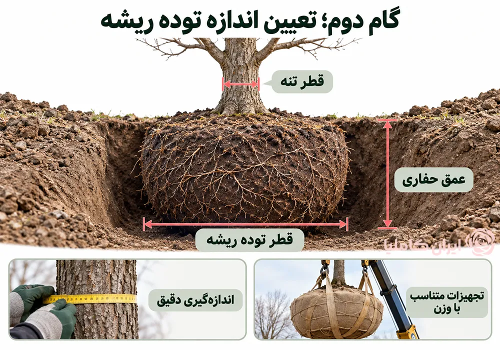 جابجایی درخت توت